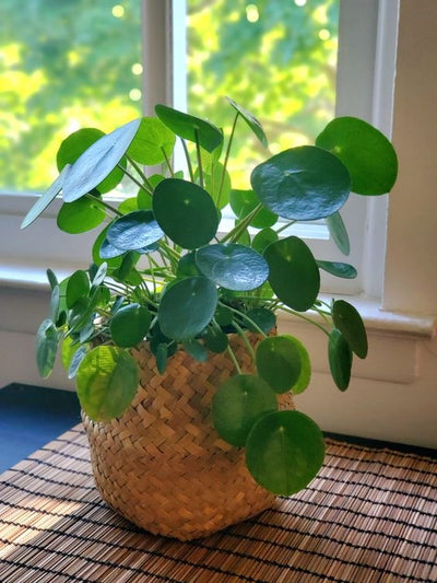 Chinese Money Plant (Pilea peperomioides)