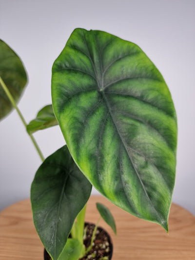 Green Shield Alocasia (Alocasia 'Green Shield')