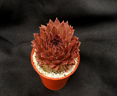 Houseleek ‘Bronze Pastel’ (Sempervivum ‘Bronze Pastel’)