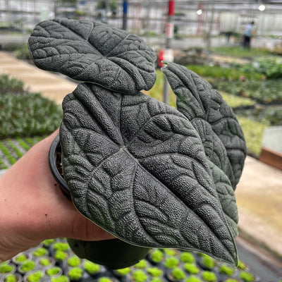 Alocasia Melo (Alocasia Rugosa)