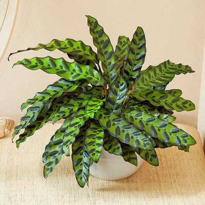 Rattlesnake plant (Calathea lancifolia)