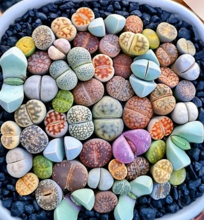 Living Stone Plant ( Lithops pseudotruncatella)