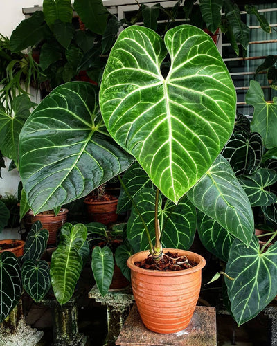 King Anthurium (Anthurium regale)