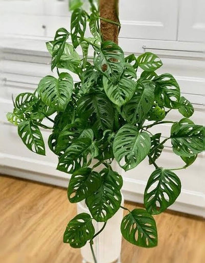 Swiss Cheese Vine (Monstera adansonii)