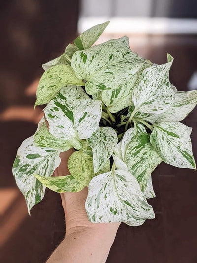 Marble Queen Pothos (Epipremnum aureum 'Marble Queen')