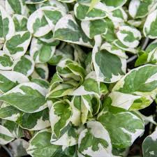 N'Joy Pothos (Epipremnum aureum 'N'Joy')