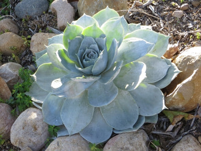 Chalk lettuce (Dudleya pulverulenta)