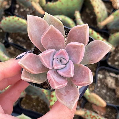 Beautiful graptopetalum (Graptopetalum superbum)