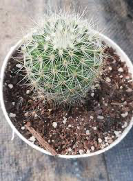 Greenflower nipple cactus (Mammillaria barbata)