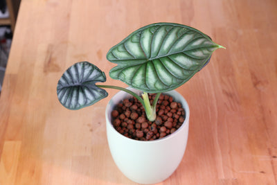 Alocasia 'Dragon Scale' (Dragon Scale Alocasia)