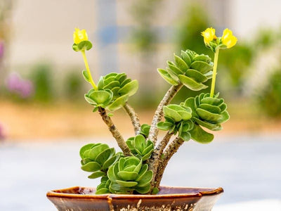 Ihi (Portulaca molokiniensis)