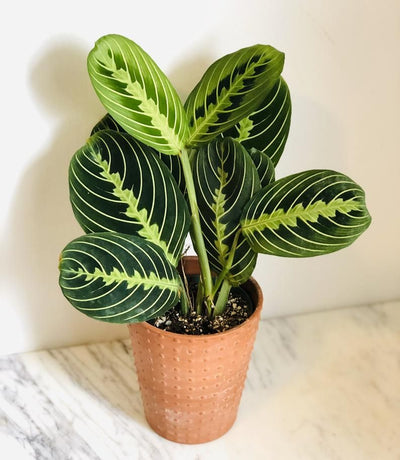 Lemon Lime Maranta (Maranta leuconeura)