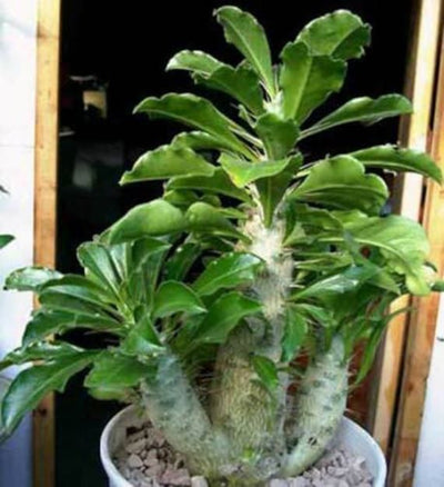 Kudu Lily ( Pachypodium saundersii)