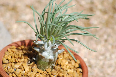 Pegleg Butterbush (Tylecodon wallichii)