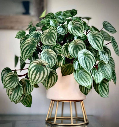 Watermelon Peperomia (Peperomia argyreia)