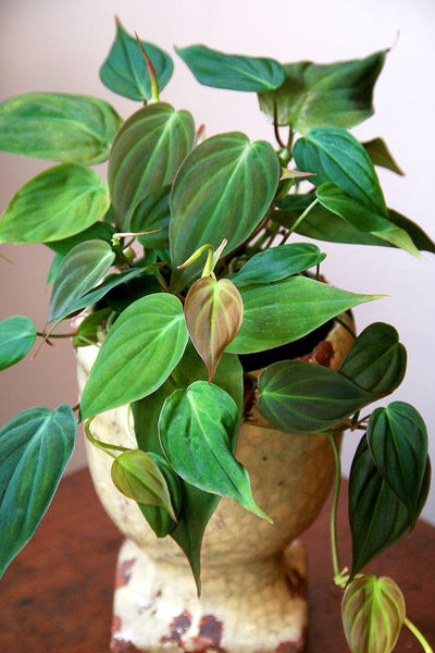 Velvet Leaf Philodendron (Philodendron micans)