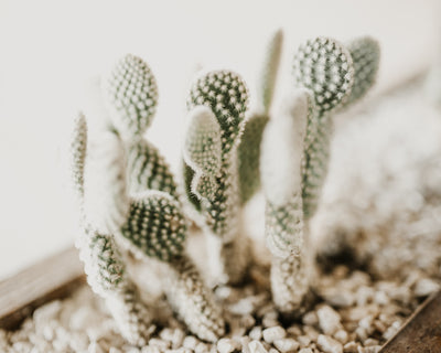 Bunny ear cactus (Opuntia microdasys)