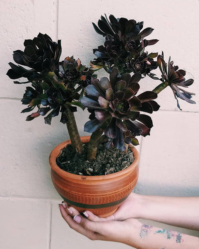 Black rose (Aeonium ‘Zwartkop’)