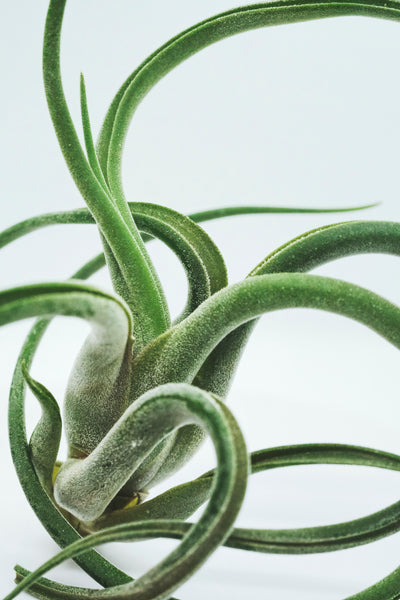 Caput Medusae Air Plant (Tillandsia caput-medusae)