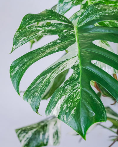 Variegated Monstera, Monstera Albo (Monstera deliciosa var. albo-variegata)