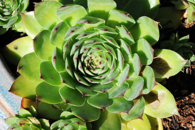 Common Houseleek (Sempervivum tectorum)