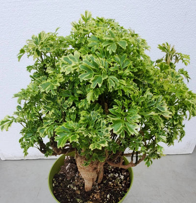 Ming Aralia Bonsai (Polyscias fruticosa)