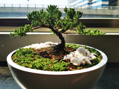 Flaky juniper (Juniperus squamata)